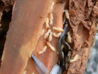 雁峰白蚁防治公司分享老旧房屋白蚁高发原因及专项防治方案